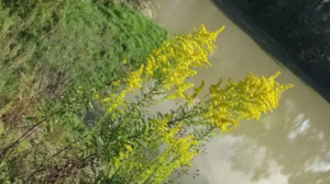 turkiye florasina iki yeni bitki kaydi yapildi habermeydan