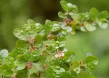 Bakan Yumaklı: Türkiye florasına iki yeni bitki kaydı yapıldı