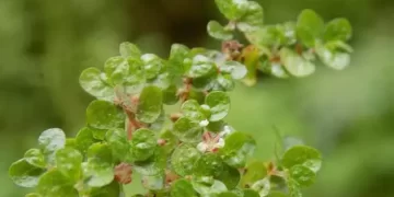 Bakan Yumaklı: Türkiye florasına iki yeni bitki kaydı yapıldı