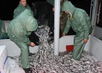 Denetimlerde 20 ton hamsiye el konuldu