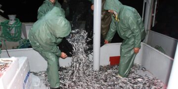 Denetimlerde 20 ton hamsiye el konuldu