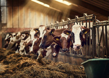 IPARD II programı kapsamında 210,6 milyon hibe desteği sağlanacak