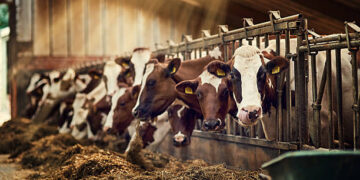 IPARD II programı kapsamında 210,6 milyon hibe desteği sağlanacak