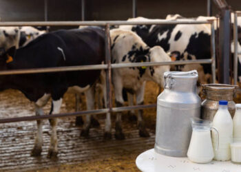 Süt ve süt ürünleri üretiminde artış