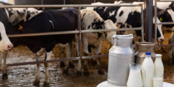 Süt ve süt ürünleri üretiminde artış