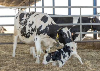 Tarımsal destekleme ödemesi hesaplara aktarıldı
