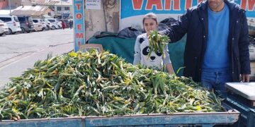 Baharı müjdeleyen gülbahar bitkisi tezgâhlarda!