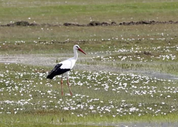 Baharın müjdecisi Leylekler Muş Ovası’na dönmeye başladı!