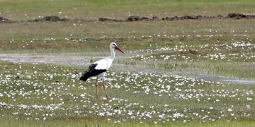 Baharın müjdecisi Leylekler Muş Ovası’na dönmeye başladı!