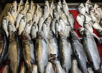 Av yasağı başladı, tezgahlar kültür balıklarıyla doldu