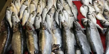 Av yasağı başladı, tezgahlar kültür balıklarıyla doldu