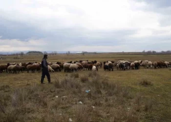Besicilerin hesaplarına destekleme ücretleri yatırıldı