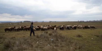 Besicilerin hesaplarına destekleme ücretleri yatırıldı