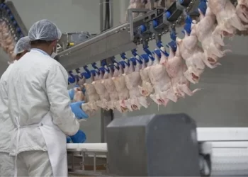 Ticaret Bakanlığı duyurdu: Beyaz ete ihracat yasağı geliyor