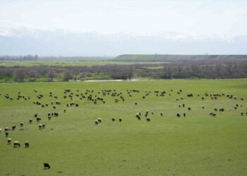Muş Ovası koyun ve kuzular ile şenlendi!