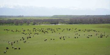 Muş Ovası koyun ve kuzular ile şenlendi!