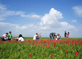 Muş Ovası'nda, 'lale devri' başladı! Muş Ovası’nda, ‘lale devri’ başladı!