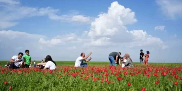 Muş Ovası’nda, ‘lale devri’ başladı!