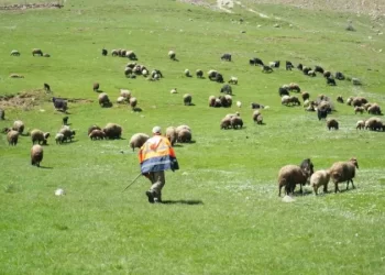 Muş’ta, 40 bin TL’ye çalıştırılacak çoban aranıyor!