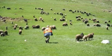 Muş’ta, 40 bin TL’ye çalıştırılacak çoban aranıyor!