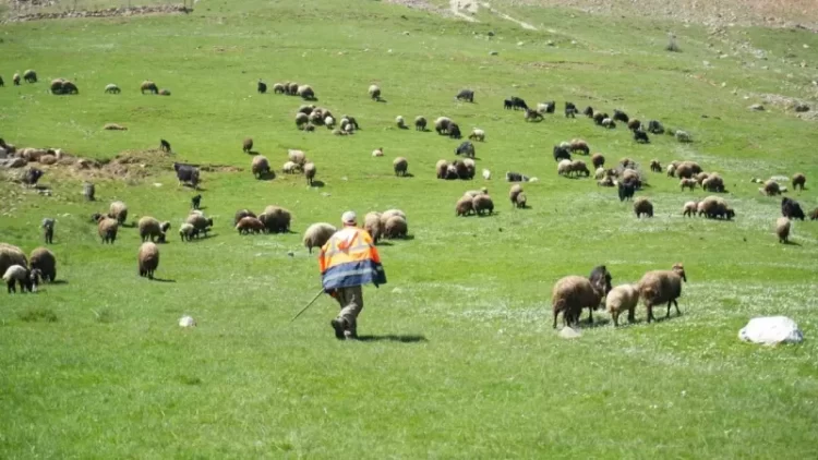 mus ta 40 bin tl ye calistirilacak coban araniyor habermeydan