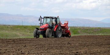 Muş’ta bu yıl 635 bin ton şeker pancarı üretimi hedefleniyor!