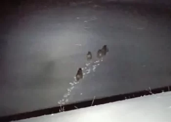 Muş’ta elektrik arızasına giden VEDAŞ ekipleri ayılarla karşılaştı!