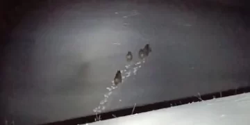 Muş’ta elektrik arızasına giden VEDAŞ ekipleri ayılarla karşılaştı!