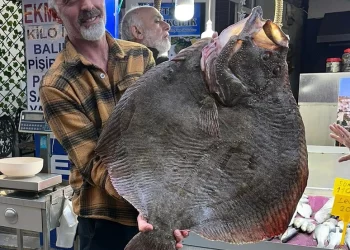 Sinop’ta dev kalkan balığı rekor fiyata satıldı!