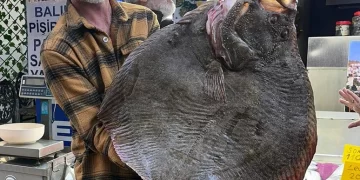 Sinop’ta dev kalkan balığı rekor fiyata satıldı!