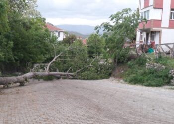 Sinop’ta, kuvvetli rüzgarın devirdiği ağaç elektrik telini kopardı!