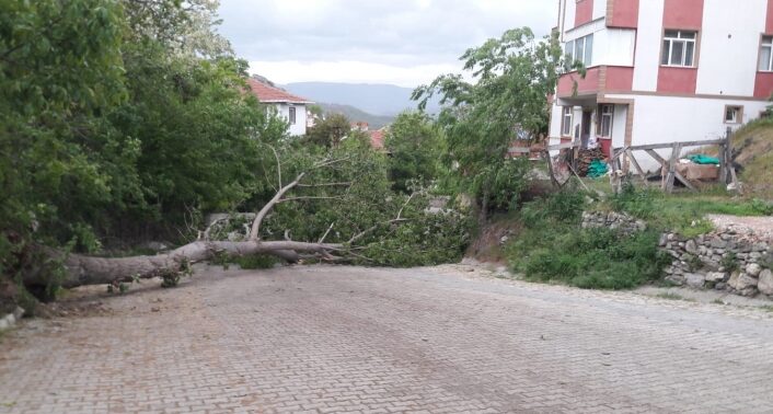 sinop ta kuvvetli ruzgarin devirdigi agac elektrik telini kopardi habermeydan e1713715571561