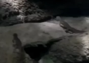 Sinop'ta nesli tükenmekte olan kuzey şeritli semenderi görüldü! Sinop’ta nesli tükenmekte olan kuzey şeritli semenderi görüldü!