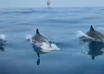 Sinop’ta, yunuslar dans şov yaptı!