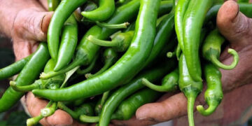 İstanbul’da en fazla fiyat artışı gösteren ürün sivri biber oldu