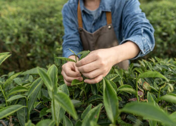 2024 yılı yaş çay alım fiyatı belli oldu