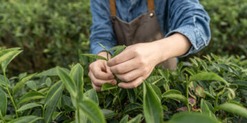 2024 yılı yaş çay alım fiyatı belli oldu