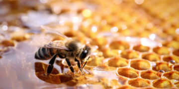 Bakan Yumaklı duyurdu! Genç ve kadın arıcılara kovan başı ilave destek