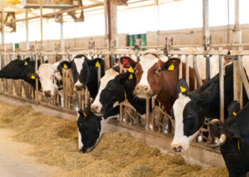 TÜİK: Kırmızı et üretimi arttı, çiğ süt üretimi azaldı