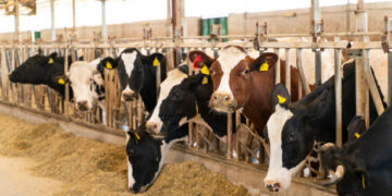 TÜİK: Kırmızı et üretimi arttı, çiğ süt üretimi azaldı