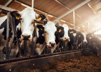 Bakanlık duyurdu! 'Tarım Cebimde' ile 3 adımda kurbanlık sorgulama Bakanlık duyurdu! ‘Tarım Cebimde’ ile 3 adımda kurbanlık sorgulama