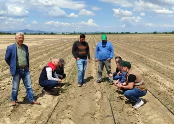 Doludan zarar gören tarım arazilerinde inceleme