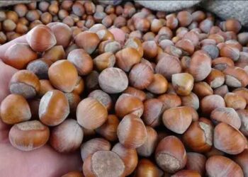 Fındık üretiminde rekolte tartışması