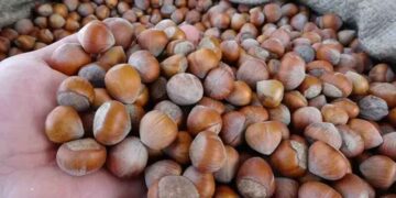 Fındık üretiminde rekolte tartışması