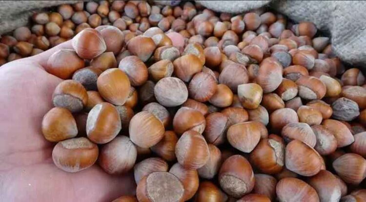 Fındık üretiminde rekolte tartışması findik rekolte habermeydan7