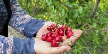 İlk kiraz hasadı gerçekleşti