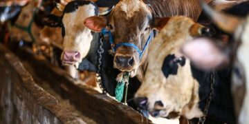 Diyanet İşleri Başkanı Erbaş kurban kesim bedelini duyurdu