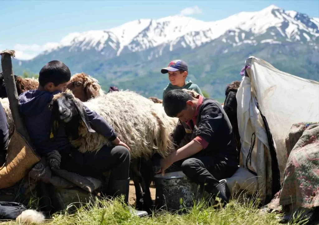 mus a gelen berivanlar ilk sut sagimini yaptilar habermeydan