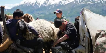 Muş’a gelen berivanlar ilk süt sağımını yaptılar!