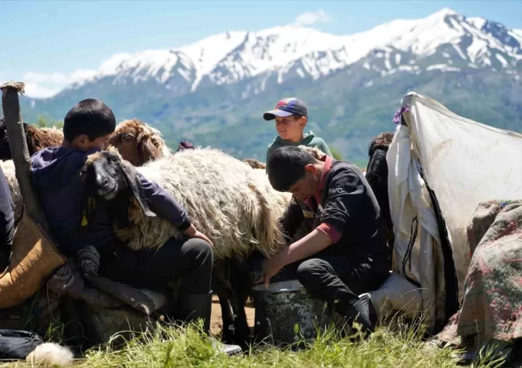 mus a gelen berivanlar ilk sut sagimini yaptilar habermeydan